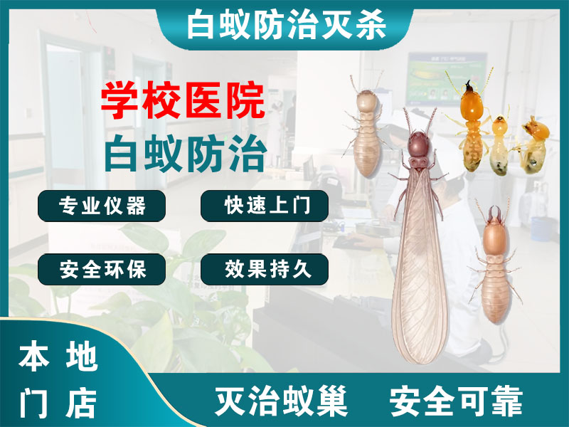 椒江学校医院白蚁防治