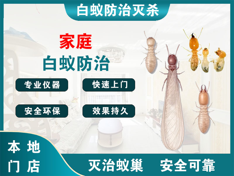 椒江家庭白蚁防治