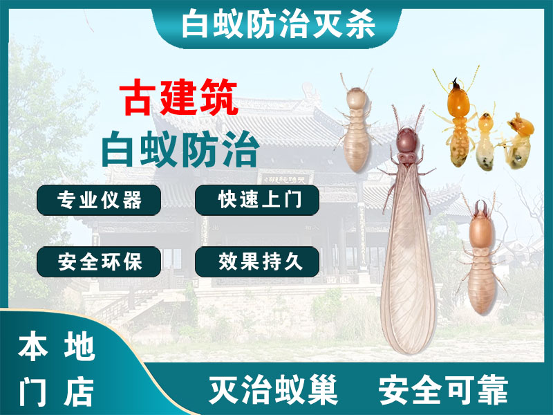 椒江古建筑白蚁防治