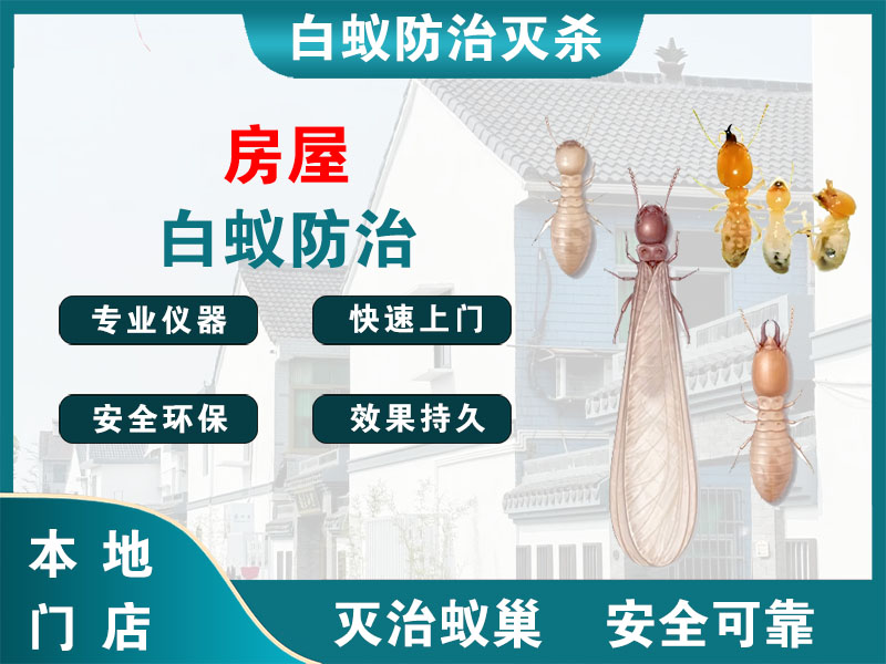 椒江房屋白蚁防治